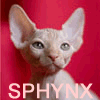 sphynx kittens